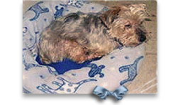 Lincoln, a Silky Terrier or big Yorkie rescued in Terrebonne Parish, LA, was sent to Ohio and needs a home 268x149