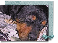 Ray Crockett is a blind Rottweiler, love people, and was found in New Orleans 239x177