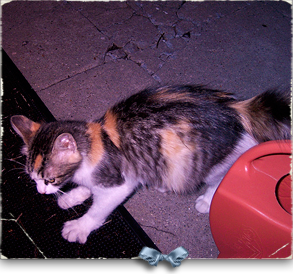 This gorgeous calico showed up meowing his little heart out under my home in Marigny 293x274