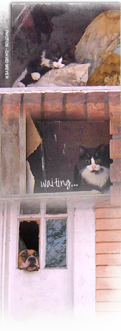 cats and dogs left behind in Katrina wait in windows and doors for familiar voices 239x650
