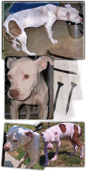 Batcher, a pit bull terrier who refused to fight and was then left to die, needs help 293x580
