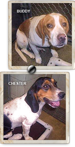 Save Buddy and Chester from death at Roicy gas chamber shelter 241x468