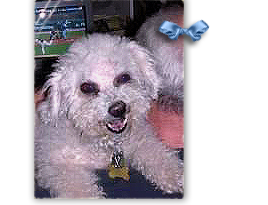 Wynnie, a white tan Bichon Frise Poodle, is found and her foster is searching for her guardians 268x205