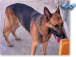 Ali is a German Shepherd lost in the Katrina tracking system last seen in New Orleans 268x202
