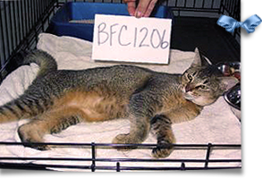 Cocoa is an Abyssinian tabby lost in the system whose Katrina evacuated people want to find 293x210