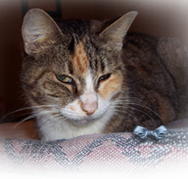This very old kitty, name and origin unknown, has been found in the wake of Katrina 268x256