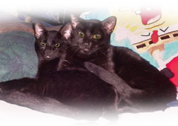 Black kittens Trick and Treat are two of the animals available to adopt from Little Lights Sanctuary 260x184