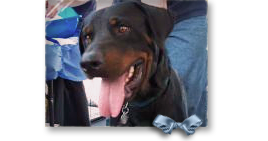 Max, a Rottie Lab Mix, was apparently rescued from his New Orleans backyard with an SPCA notice left there, but is now lost in the system 268x141