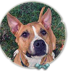 Minnie, an American Staffordshire Terrier mix, was found with her puppy in a worst hit Katrina area 239x245