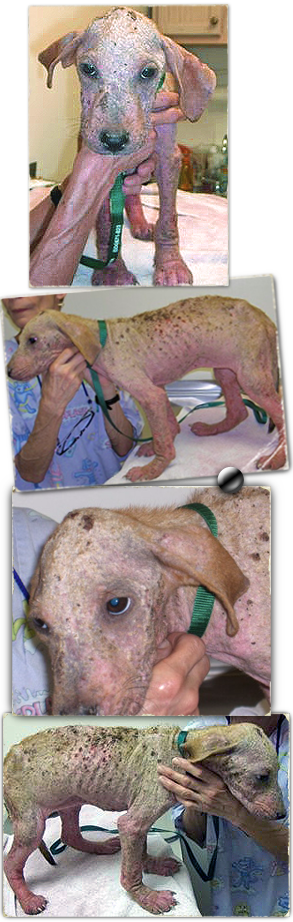 Isabella is the face of Katrina animals, left behind and disfigured by disease 293x922
