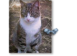 Little Tommy, a white tabby mix, began life in New Orleans and was relocated to Cedar Cat Ranch in Austin, TX 268x195