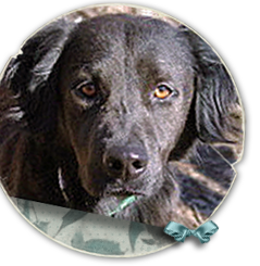 Nana was found in a post Katrina pack of six dogs, she is black Lab Spaniel in search of her family 239x245