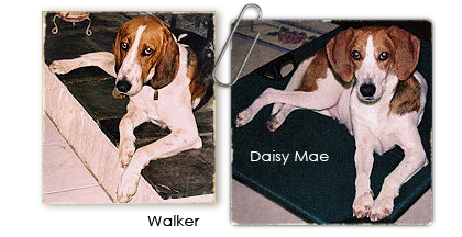 Walker and Daisy Mae, two Katrina survivor Treeing Walker Coonhounds, need new homes 420x216