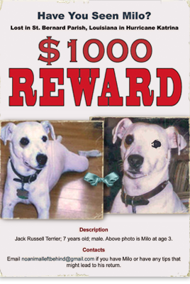 Milo is a Jack Russell Terrier missing since Katrina whose guardians offer a reward for his safe return 268x400
