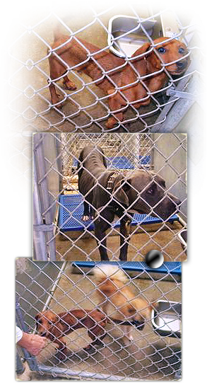 Protest use of horrifying heartstick euthanasia at Alexandria, LA Animal Shelter 293x544