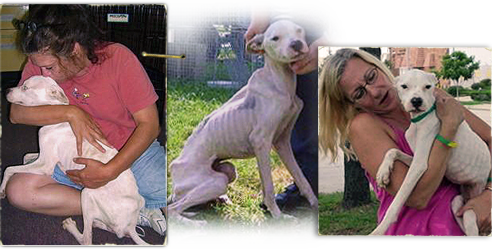 Chance, a white pit bull now home with ARNO, was shockingly emaciated when found in LaPlace, LA 492x250