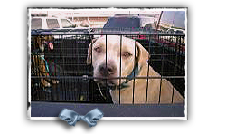Simba was rescued but her journey took the dog from Winn Dixie site to Camp Katrina and on to New Jersey 260x148