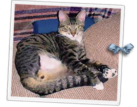 Bubba, a tabby white cat with three legs, is missing from Kenner, Louisiana 268x210