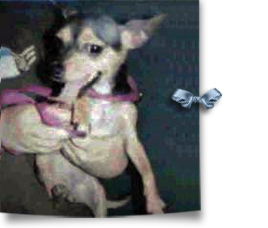 Chihuahua Spice was last seen in New Orleans with her mom, who was picked up and reunited, but Spice is lost in system 268x228
