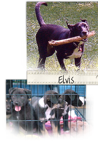 Elvis was transported to us from Waveland, MS, where Katrina wiped out everything 320x468