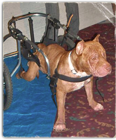 Red, a pit bull, survived Hurricane Katrina but ended up a stray later hit by a car 239x288