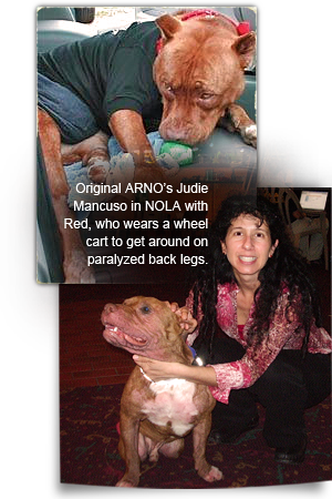 Judie Mancuso, an original ARNO coordinator, with Red in New Orleans after rescue 300x450