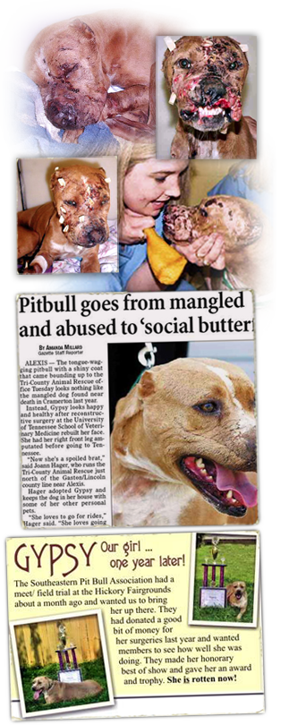Gypsy, a forced fighter pit bull so mangled she had no mouth when found on a North Carolina highway in 2005, miraculously recovered 323x810