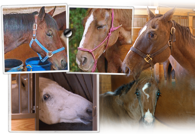 Reprieve for slaughter bound horses in horrible truck wreck, survivors go to sanctuary 626x430