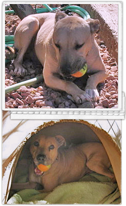 Phoenix, an abused pit bull, joyfully plays with balls at Villalobos Sanctuary in California case 250x407