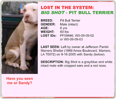 Big Shot is a a pit bull lost in the Katrina tracking system 380x324