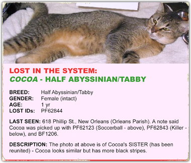 Cocoa is a Abyssian tabby black white cat rescued with fellow cats Soccerball and Killer, all now lost in the system 380x324