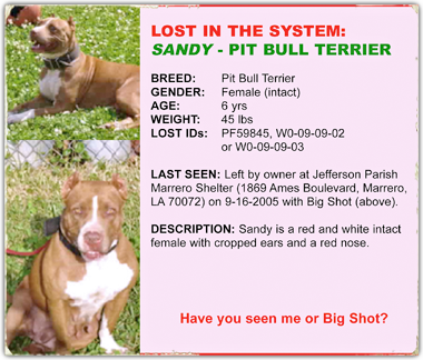 Sandy was rescued with Big Shot, both pit bull terriers now lost in the system 380x324