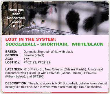 Soccerball is a black white cat rescued with fellow cats Cocoa and Killer, all now lost in the system 380x324