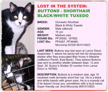 Buttons is a bw tuxedo cat last seen at Lamar Dixon 380x324