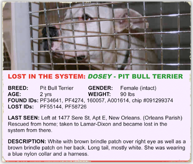 Dosey is a pit bull girl left and rescued from a New Orleans apartment, now lost in the system 380x324