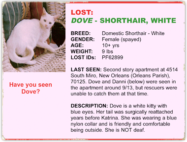 Dove is a white cat last seen in the New Orleans apartment where she was left during Katrina 380x290