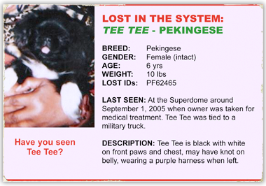 Tee Tee is a Pekingese last seen at the Superdome Sep 1, 2005 380x266