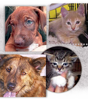 Keep ARNO doors open by adopting our lovable animals 293x330