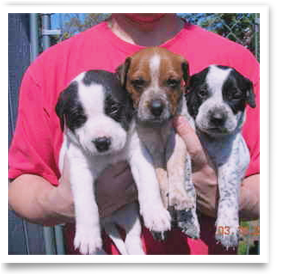 These Blue Heeler-Redtick Coonhound Mix puppies are among the ARNO sweeties who need safe, loving homes forever 298x275
