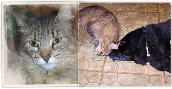 Lucy, the cat of Katrina rescuer Maria Alvarez, was senselessly killed at Jefferson Parish Animal Shelter 591x306