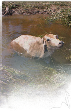 During Katrina and Rita cows were stranded atop levees, crowded on small dry spots, even found in trees 239x375