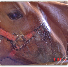 An injured horse after Hurricane Katrina 239x234