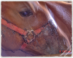 An injured horse after Hurricane Katrina 293x234