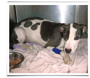 This Plaquemines dog recovered from near death at a veterinary intensive unit 303x264