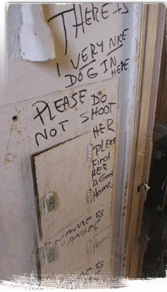 Evacuees wrote please don't shoot my dog and on St Bernard school walls when forced to leave their animals 239x418