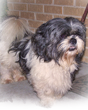 This Shih Tzu, found wandering the Lower 9th Ward, has a new mom and home in Missouri 288x360