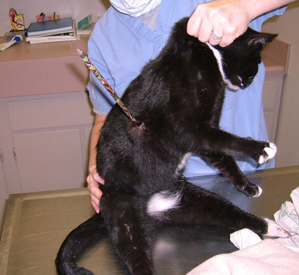 Someone shot an arrow into this left behind Katrina cat that shredded nearly every organ but his heart 436x400