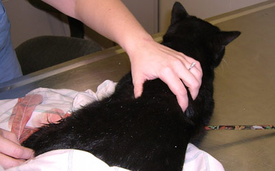 Animal Rescue New Orleans volunteers rushed the wounded animal to Southeast Veterinary Specialists in Metairie 400x250