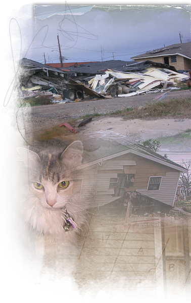 Cats who survived Katrina live in the streets, on their 3rd or 4th litter 378x600