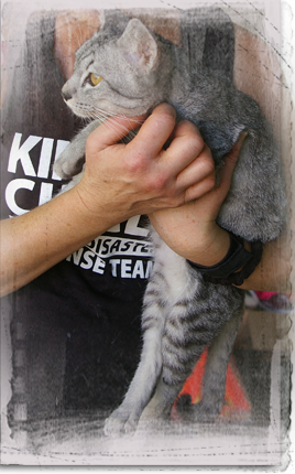 Kinship Circle founder Brenda Shoss cradles a rescued cat 241x387